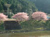 下賀茂みなみの桜と菜の花まつり(43)／桜と観光馬車