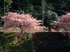 下賀茂みなみの桜と菜の花まつり(44)／桜と観光馬車