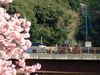 下賀茂みなみの桜と菜の花まつり(46)／桜と観光馬車