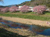 下賀茂みなみの桜と菜の花まつり(48)／桜と青野川