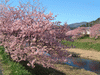 下賀茂みなみの桜と菜の花まつり(50)／桜と青野川