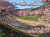 下賀茂みなみの桜と菜の花まつり(51)／桜と青野川