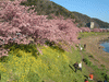 下賀茂みなみの桜と菜の花まつり(53)／桜と菜の花