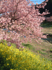 下賀茂みなみの桜と菜の花まつり(54)／桜と菜の花