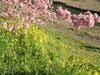 下賀茂みなみの桜と菜の花まつり(56)／桜と菜の花