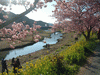 下賀茂みなみの桜と菜の花まつり(57)／桜と青野川