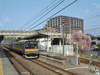 川崎行きの電車と桜の木(2)／宿河原駅