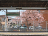 宿河原駅から見える桜の木