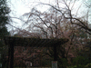 六義園の桜(2)