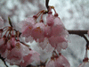 六義園のしだれ桜(7)