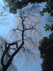 六義園の桜(1)