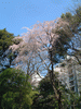 六義園の桜(3)
