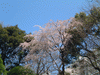 六義園の桜(4)