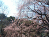 六義園のしだれ桜(2)