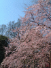 六義園のしだれ桜(3)