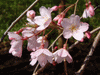 六義園の桜(6)