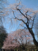 六義園のしだれ桜(8)
