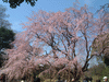 六義園のしだれ桜(11)