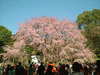 六義園のしだれ桜(13)