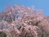 六義園のしだれ桜(17)