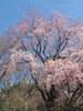 六義園のしだれ桜(18)