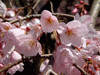 六義園の桜(8)