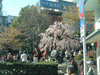 上野恩賜公園入口のしだれ桜(1)