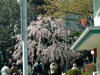 上野恩賜公園入口のしだれ桜(2)