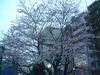 水上バス乗り場の桜の木