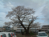 柏尾川の桜並木(2)