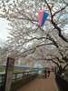 柏尾川の桜並木(3)