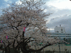 柏尾川の桜並木(4)／戸塚区役所