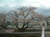 柏尾川の桜並木(8)