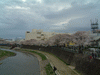 柏尾川の桜並木(11)