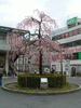 山科駅前のしだれ桜(1)