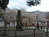 醍醐寺の桜(1)