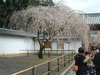 醍醐寺の桜(2)
