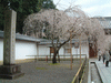 醍醐寺の桜(3)