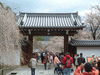 醍醐寺の桜(4)