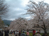 醍醐寺の桜(6)