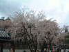 醍醐寺の桜(7)／三宝院
