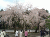 醍醐寺の桜(8)／三宝院
