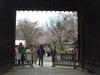醍醐寺の桜(9)／三宝院