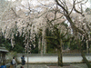醍醐寺の桜(10)／三宝院