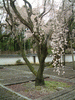 醍醐寺の桜(11)／三宝院