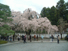 醍醐寺の桜(12)／三宝院