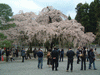 醍醐寺の桜(13)／三宝院