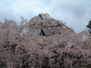 醍醐寺の桜(14)／三宝院