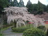 醍醐寺の桜(15)／三宝院