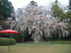 醍醐寺の桜(17)／三宝院